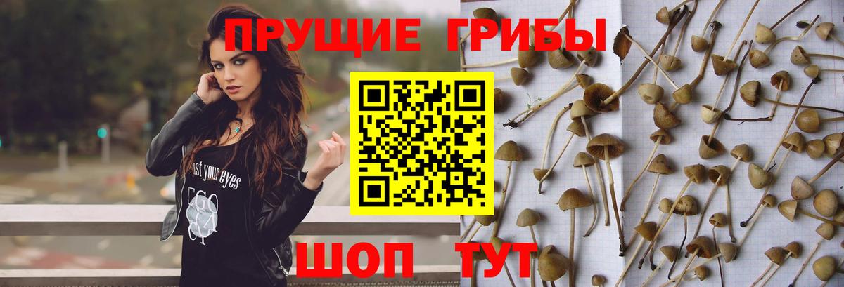 Галлюциногенные грибы ЛСД  Вход с VPN  Озёрск  Галлюциногенные грибы мухоморы 